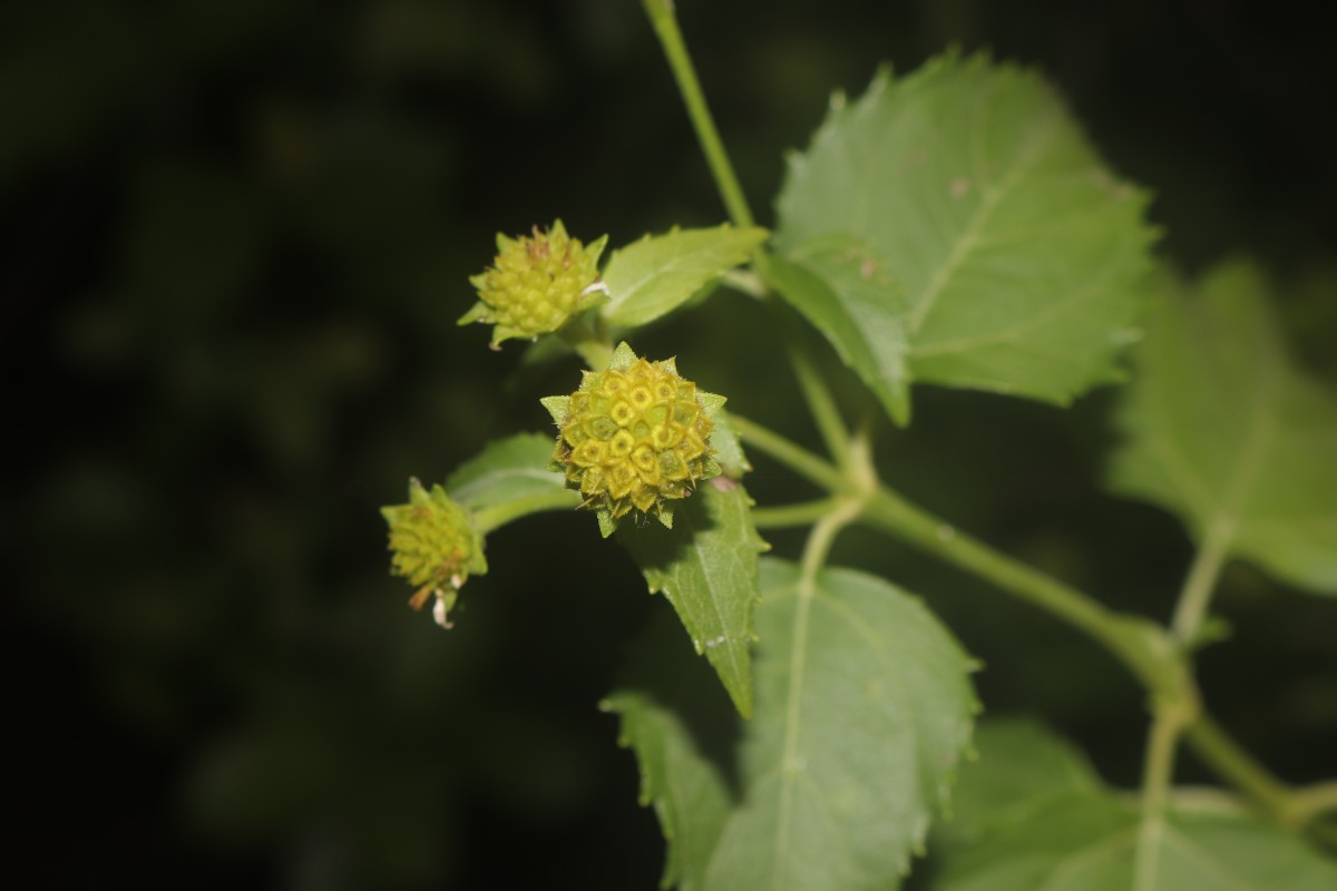 Wollastonia biflora (L.) DC.